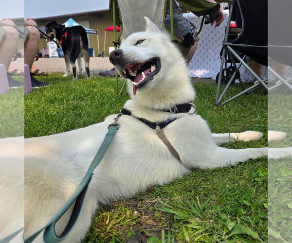 Medium Photo #8 Huskies -Unknown Mix Puppy For Sale in Fargo, ND, USA