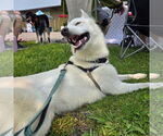 Small #7 Huskies  Mix