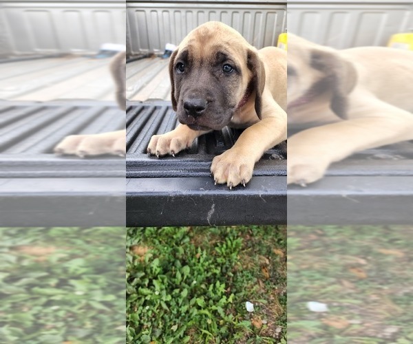 Medium Photo #36 Mastiff Puppy For Sale in PARIS, IL, USA