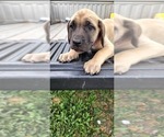 Small Photo #36 Mastiff Puppy For Sale in PARIS, IL, USA