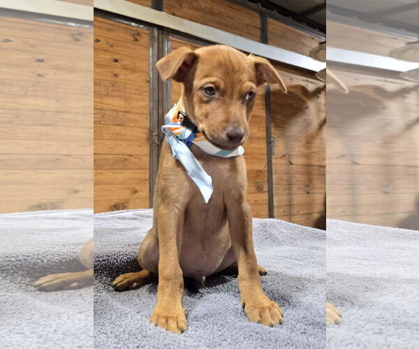 Medium Photo #7 American Pit Bull Terrier-Unknown Mix Puppy For Sale in McKinney, TX, USA
