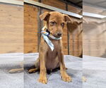Small #6 American Pit Bull Terrier Mix