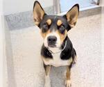 Small #1 Labrador Retriever Mix