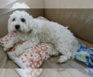 Father of the Coton de Tulear puppies born on 10/23/2019