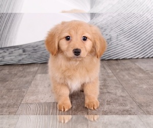 Dameranian Puppy for sale in WESTPOINT, IN, USA