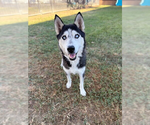 Medium Photo #1 Siberian Husky Puppy For Sale in Riverside, CA, USA