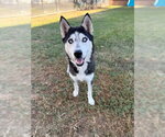 SIERRA MIST - Female Siberian Husky Dog for Adoption - Small photo