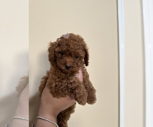 Medium Poodle (Toy)
