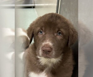 Anatolian Pyrenees Dogs for adoption in Placerville, CA, USA