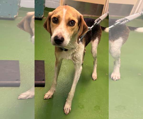 Medium Photo #2 American Foxhound-Unknown Mix Puppy For Sale in Rustburg, VA, USA
