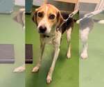 Small #1 American Foxhound Mix