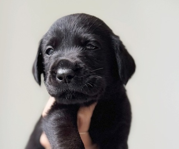 Medium Photo #3 Labrador Retriever Puppy For Sale in ENCINITAS, CA, USA
