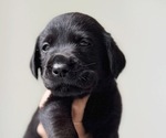 Small #2 Labrador Retriever