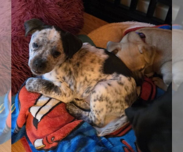 Medium Photo #3 Dachshund-Unknown Mix Puppy For Sale in Aurora, IN, USA