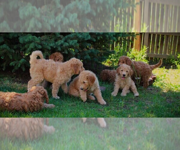 Medium Photo #1 Goldendoodle Puppy For Sale in COLORADO SPRINGS, CO, USA