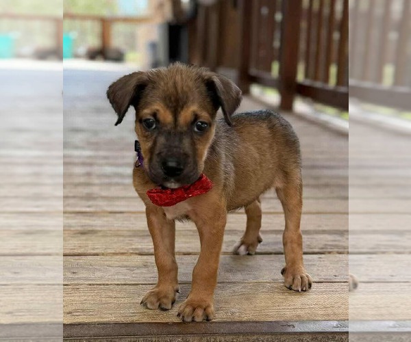 Medium Photo #2 Border Terrier-Chihuahua Mix Puppy For Sale in Princeton, MN, USA