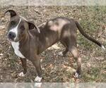 Small American Pit Bull Terrier Mix
