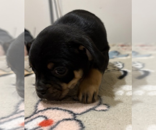 Medium Photo #6 Carlin Pinscher Puppy For Sale in COBB, WI, USA