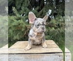 Small #1 French Bulldog