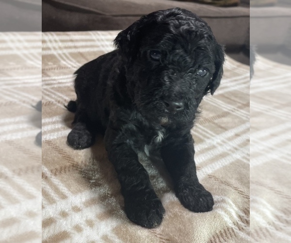 Medium Photo #5 Poodle (Standard) Puppy For Sale in PEYTON, CO, USA