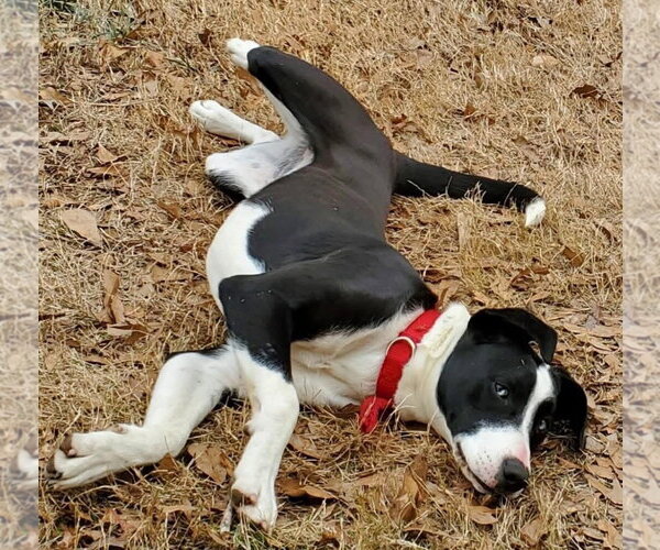 Medium Photo #3 Labsky Puppy For Sale in Alexander, AR, USA