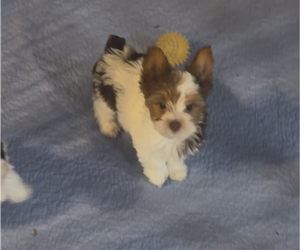 Yorkshire Terrier Puppy for sale in FORT WORTH, TX, USA