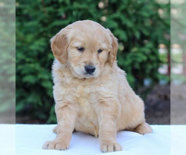 Medium Photo #4 Golden Retriever Puppy For Sale in MANHEIM, PA, USA