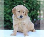 Small #3 Golden Retriever