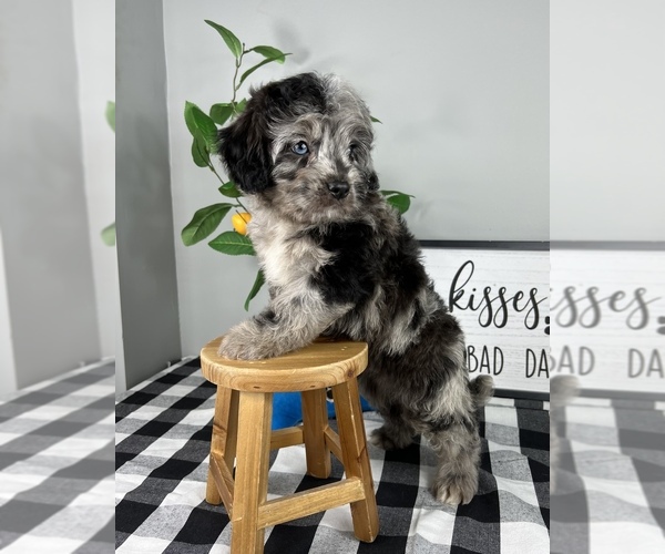 Medium Photo #2 Bernedoodle (Miniature) Puppy For Sale in FRANKLIN, IN, USA