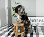 Small Photo #2 Bernedoodle (Miniature) Puppy For Sale in FRANKLIN, IN, USA