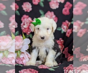 Old English Sheepdog Puppy for sale in CHRISTIANA, PA, USA