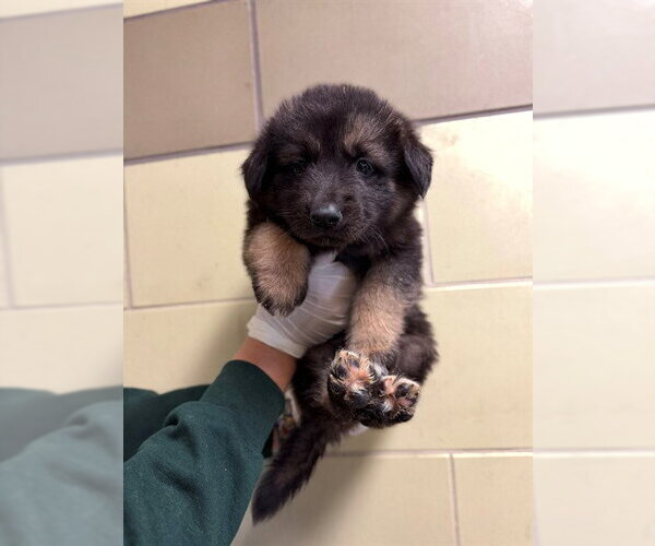 Medium Photo #1 German Shepherd Dog Puppy For Sale in Riverside, CA, USA