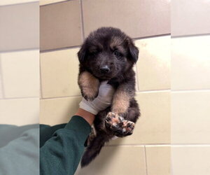 German Shepherd Dog Dogs for adoption in Riverside, CA, USA