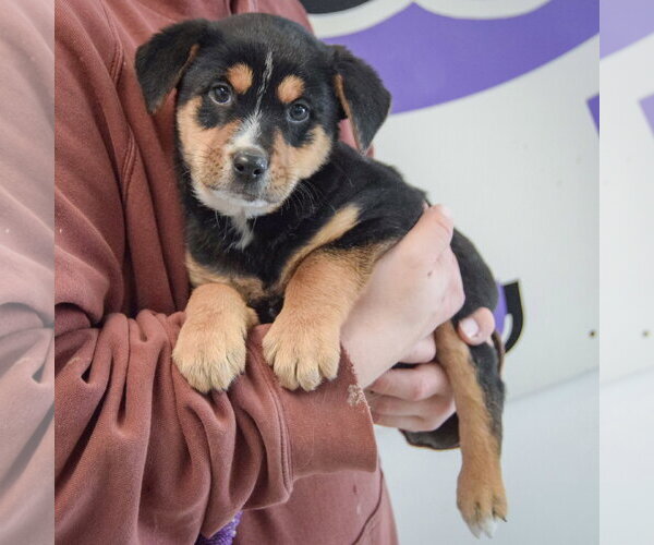 Medium Photo #3 Mountain Cur-Rottweiler Mix Puppy For Sale in Huntley, IL, USA