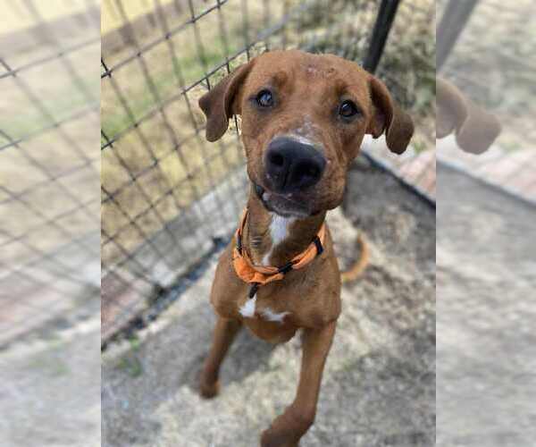 Medium Photo #5 Mutt Puppy For Sale in Evansville, IN, USA