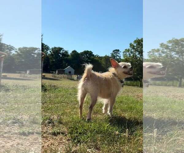 Medium Photo #1 Chihuahua-Unknown Mix Puppy For Sale in Holly Springs, NC, USA