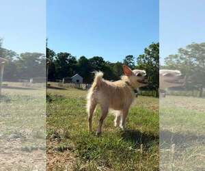 Chihuahua-Unknown Mix Dogs for adoption in Holly Springs, NC, USA