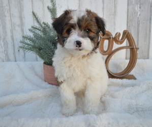 Pom-A-Poo Puppy for sale in HONEY BROOK, PA, USA