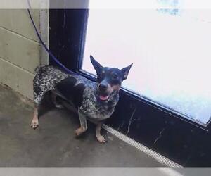 Dachshund-Unknown Mix Dogs for adoption in Tulsa, OK, USA