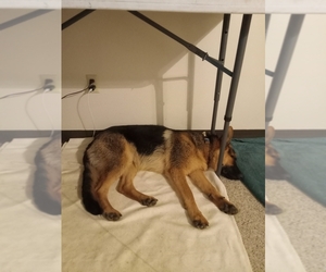 German Shepherd Dog Puppy for sale in GALESVILLE, WI, USA