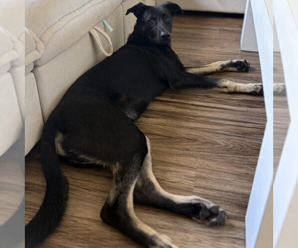 Medium Photo #4 German Shepherd Dog-Unknown Mix Puppy For Sale in Minneapolis, MN, USA