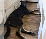 Small #3 German Shepherd Dog Mix