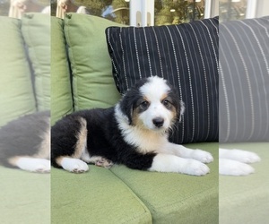 Medium Miniature Australian Shepherd