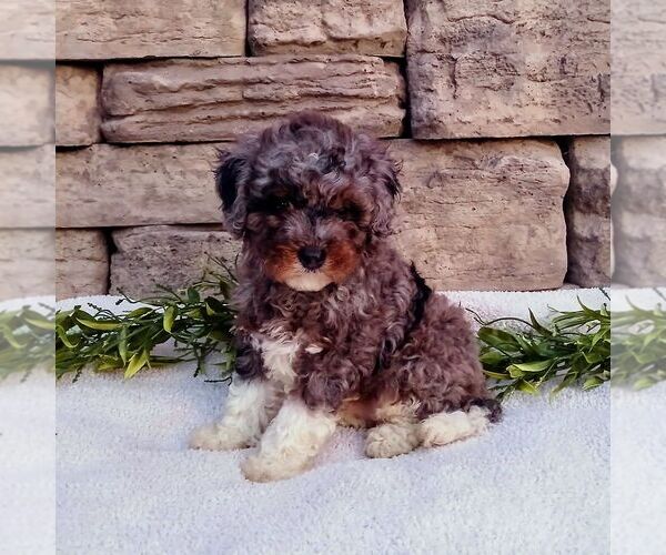 Medium Photo #4 Cavapoo Puppy For Sale in NARVON, PA, USA