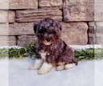 Small #3 Cavapoo