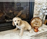 Small Photo #10 Goldendoodle Puppy For Sale in MONTROSE, CO, USA