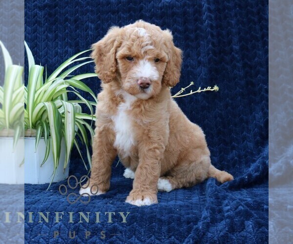 Medium Photo #3 Goldendoodle Puppy For Sale in NARVON, PA, USA
