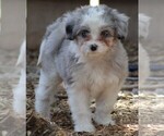 Puppy 1 Miniature American Shepherd-Poodle (Miniature) Mix