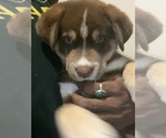 Small Siberian Husky