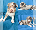 Small #1 Miniature Australian Shepherd